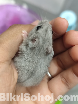 Male Campbell Dwarf Hamster